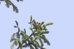 Leptopoecile elegans