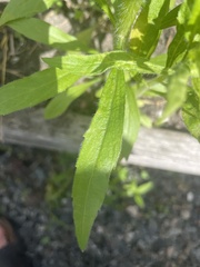 Erigeron