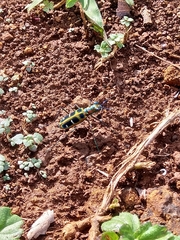 Cosmodela barmanica