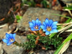 Gentiana arisanensis
