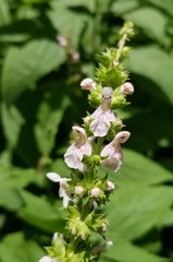 Stachys iltisii
