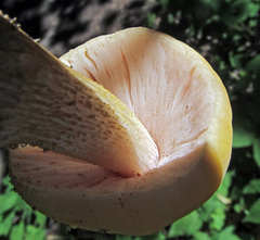 Pluteus leoninus