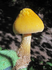 Pluteus leoninus
