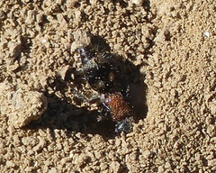 Blakeius bipunctatus