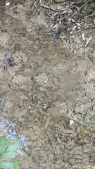 Geothelphusa makatao