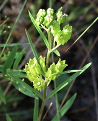 Asclepias pedicellata