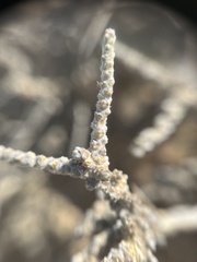 Caroxylon tuberculatum