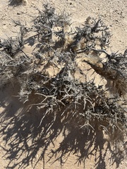 Caroxylon tuberculatum