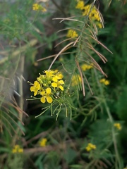 Sisymbrium loeselii