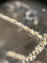 Caroxylon tuberculatum