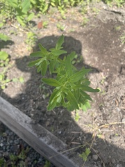 Angiospermae