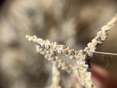 Caroxylon tuberculatum