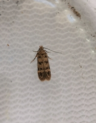 Bryotropha domestica