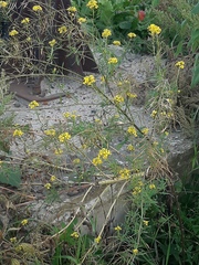 Sisymbrium loeselii