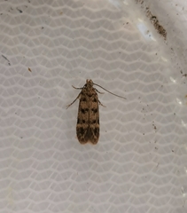 Bryotropha domestica