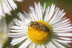 Halictus