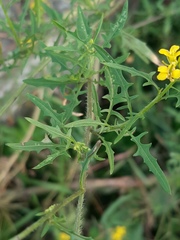 Sisymbrium loeselii