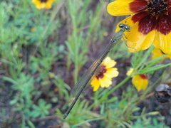 Paracercion v-nigrum