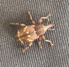 Hylobius transversovittatus