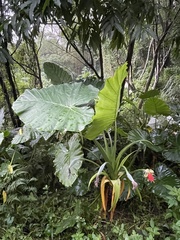 Alocasia odora