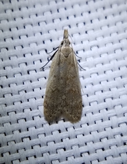 Dichomeris punctidiscellus