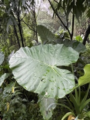 Alocasia odora
