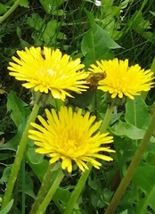 Taraxacum officinale