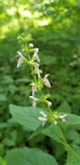Stachys iltisii