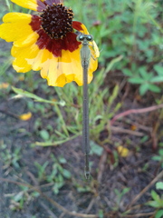 Paracercion v-nigrum