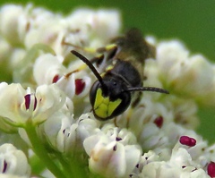 Hylaeus pictipes