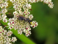 Hylaeus pictipes