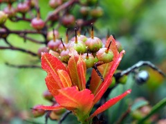 Pieris japonica taiwanensis