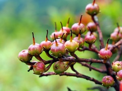 Pieris japonica taiwanensis