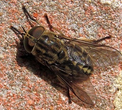 Tabanus autumnalis