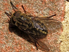 Tabanus autumnalis