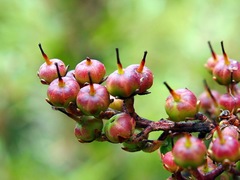 Pieris japonica taiwanensis