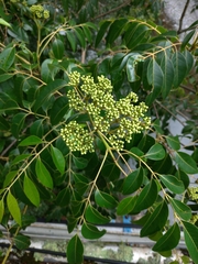 Tetradium glabrifolium