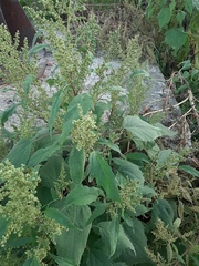 Cyclachaena xanthiifolia