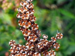 Pieris japonica taiwanensis