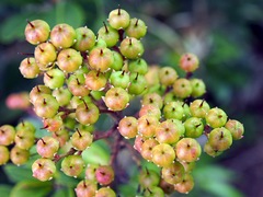Pieris japonica taiwanensis