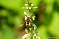 Anthidium manicatum