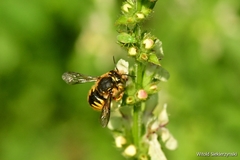 Anthidium manicatum