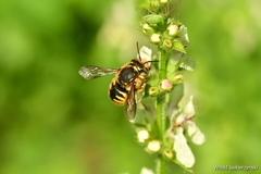 Anthidium manicatum