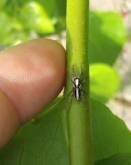 Leptofreya ambigua