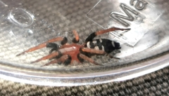 Poecilochroa variana