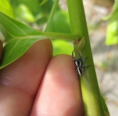 Leptofreya ambigua