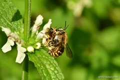 Anthidium manicatum