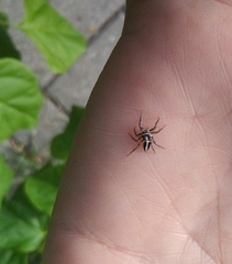 Leptofreya ambigua