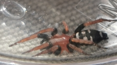 Poecilochroa variana