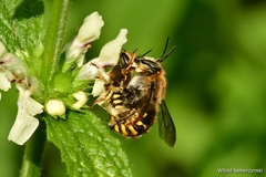 Anthidium manicatum